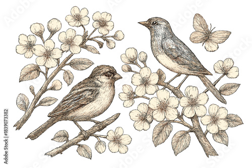 Two small birds perched on blooming spring branches with butterfly nearby