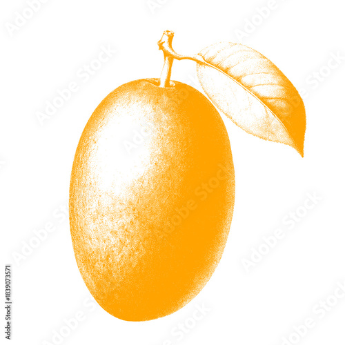 Mango with leaf. Fresh fruit 