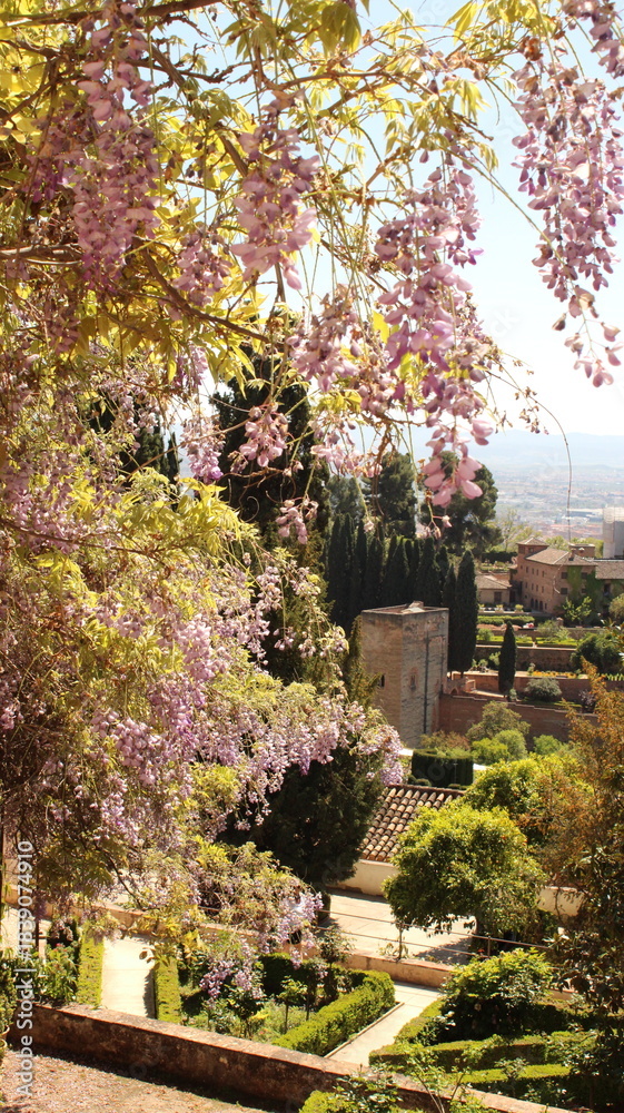 Naklejka premium A sunlit view of the Alhambra gardens in Granada, framed by cascading wisteria blooms.