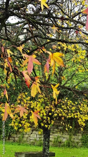 Autumn Tree Swaying Over Park 