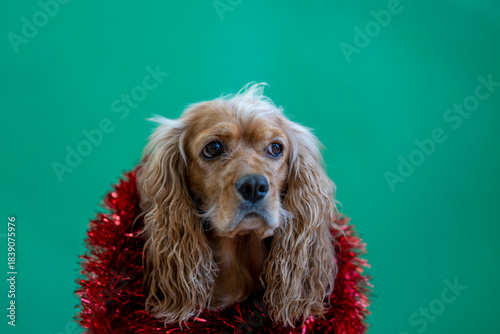 cocker spaniel dog on green background