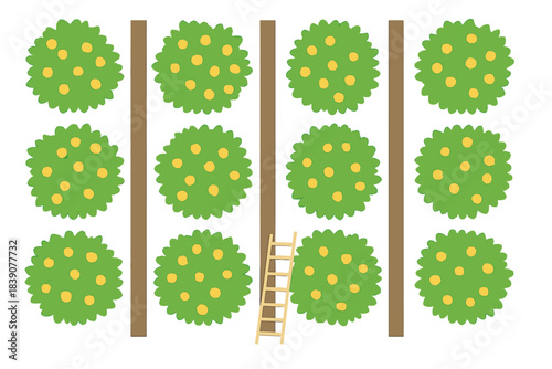 Top view of organized citrus orchard with ripe fruit and wooden ladder