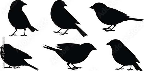 Set of six small bird silhouettes, sparrow or finch in various standing poses, nature and wildlife element vector illustration collection