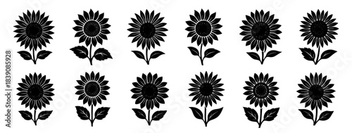Silhouettes of blooming sunflowers with large defined petals. Each flower shows natural symmetry and bold circular centers