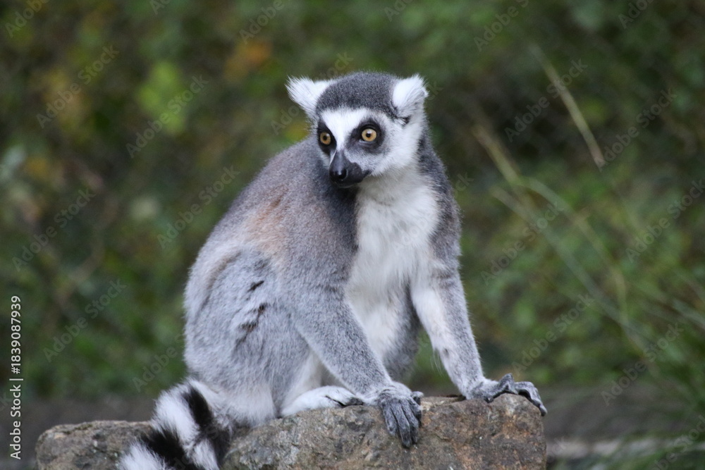 Fototapeta premium Ring-tailed Lemur sitting on a rock with a gentle smiling expression