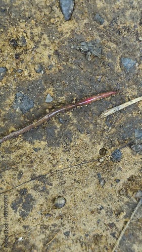earthworm on damp, mossy soil. The slim, shiny worm curls along the ground, highlighting soil health, biodiversity, and natural decomposition in outdoor environments