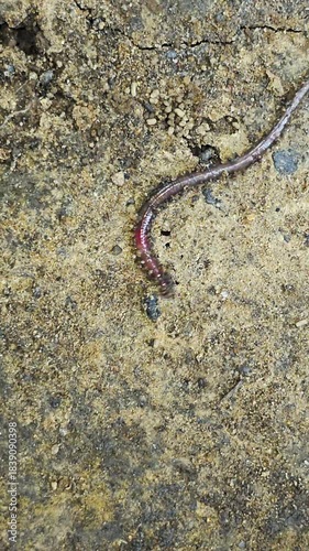 earthworm on damp, mossy soil. The slim, shiny worm curls along the ground, highlighting soil health, biodiversity, and natural decomposition in outdoor environments