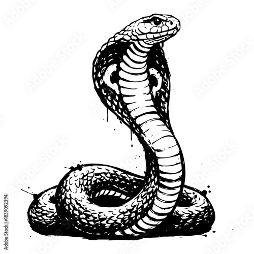King cobra snake vector illustration of venomous reptile with open hood in striking position for tattoo design