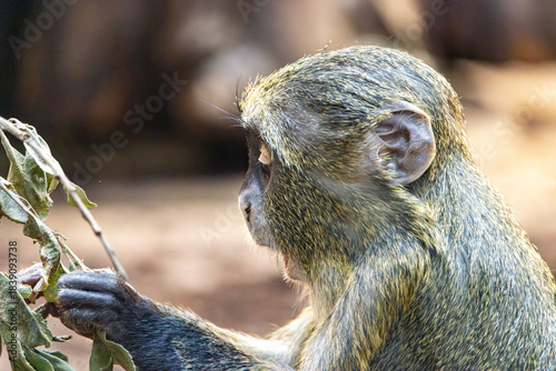 De Brazza's monkey (Cercopithecus prohibitus)is feeding