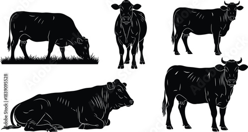 Collection of detailed cow silhouettes in various standing, grazing and resting positions, farm animal illustration set for agriculture, dairy and livestock design themes