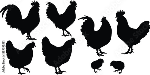 Chicken, rooster, hen, chick, silhouette, posture, gesture, feather, comb, farm, rural, setup, agriculture, tradition, motion, flock, vector, black, pose, flavector