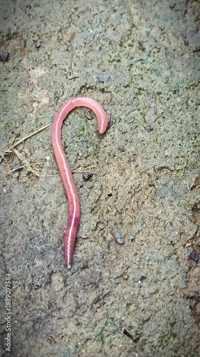 earthworm on damp, mossy soil. The slim, shiny worm curls along the ground, highlighting soil health, biodiversity, and natural decomposition in outdoor environments