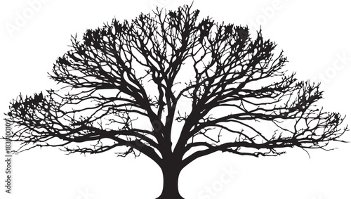 Silhouette of a bare tree with intricate branches nature
