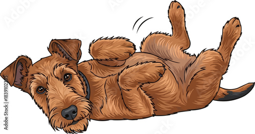 Irish Terrier dog lying on back playful belly up pose 