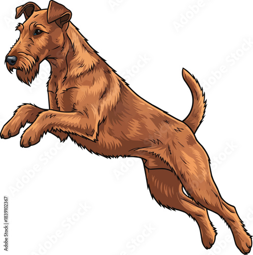 Irish Terrier dog jumping leaping athletic movement pose