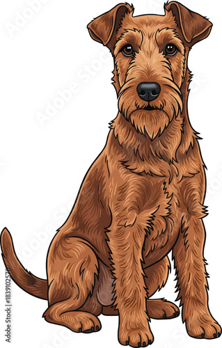 Irish Terrier dog sitting attentive curious expression pose
