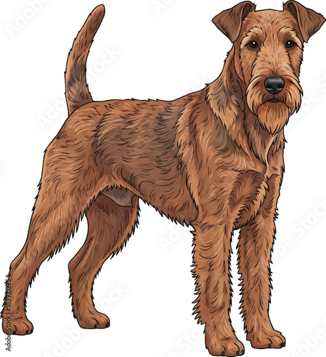 Irish Terrier dog standing side profile alert facing front pose