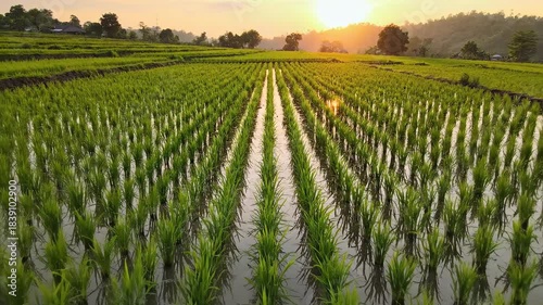 Golden Sunset Over Lush Green Rice Paddy Fields.