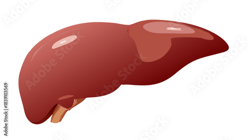 Human Liver Anatomy Illustration Vector | Internal Organ Diagram and Medical Graphic