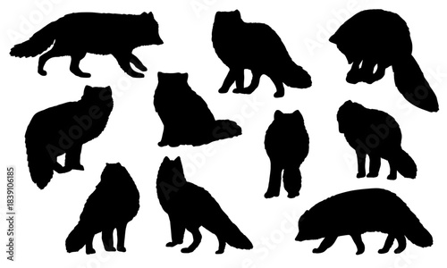Set of silhouettes of Arctic foxes. White fox, polar fox, or snow fox. Realistic vector animal of the Arctic and arctic tundra.