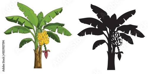 Vector illustration of a tropical palm tree with green leaves, isolated on a white background
