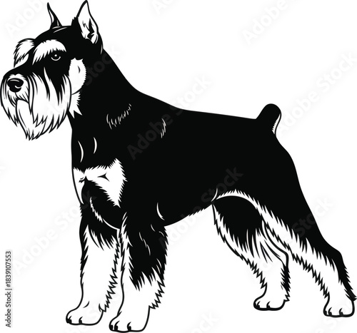 Schnauzer Dog Standing Profile Vector