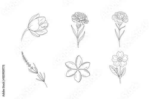 Simple Floral Outline Collection on White Background