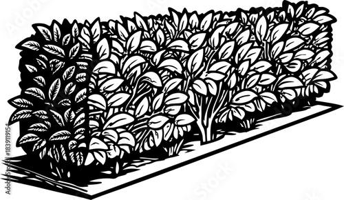 Trimmed garden hedge illustration with dense foliage, landscape bush border design element