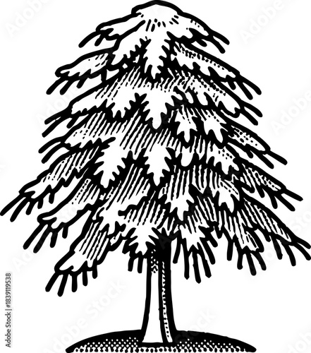 Snow covered evergreen tree illustration with detailed branches and vintage engraving on white background