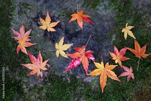 晩秋の庭で石の上に舞い落ちた紅葉