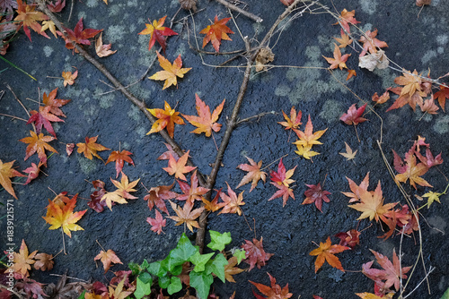 晩秋の庭で石の上に舞い落ちた紅葉