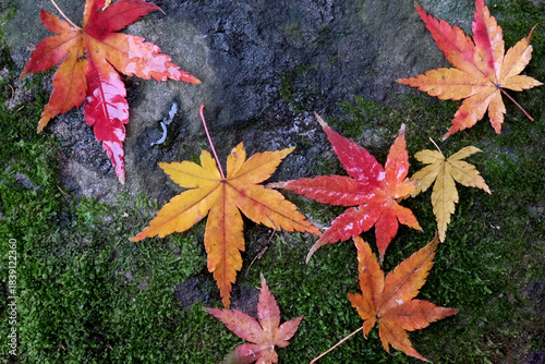 晩秋の庭で石の上に舞い落ちた紅葉