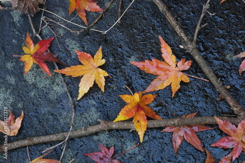 晩秋の庭で石の上に舞い落ちた紅葉