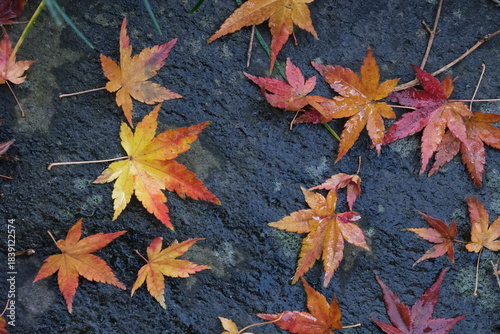 晩秋の庭で石の上に舞い落ちた紅葉