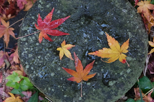 晩秋の庭で石の上に舞い落ちた紅葉