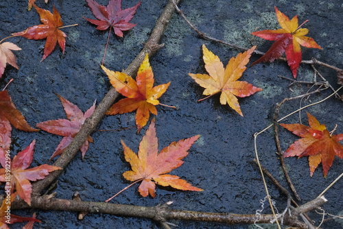晩秋の庭で石の上に舞い落ちた紅葉