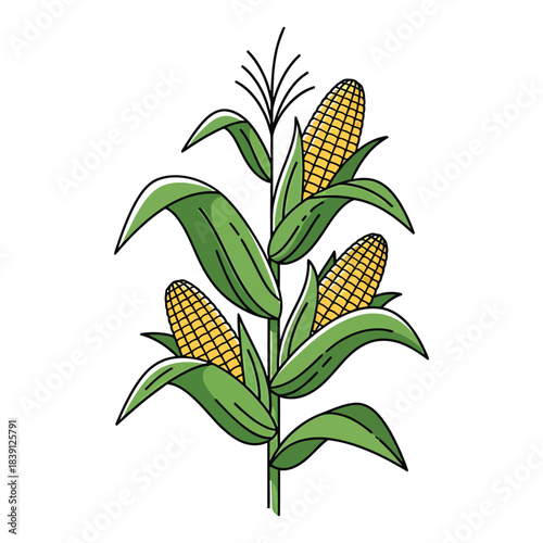 Corn stalk with three ripe yellow ears of corn maize