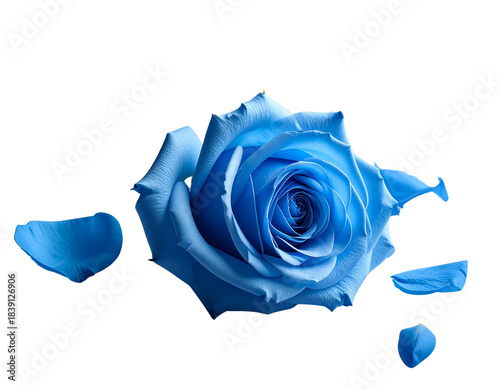 Blue Rose Lying Flat Diagonally with Loose Scattered Petals, High Angle, isolated on transparent background