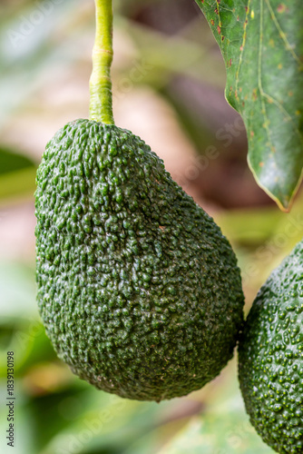 Persea americana pertenece a la familia Lauraceae.