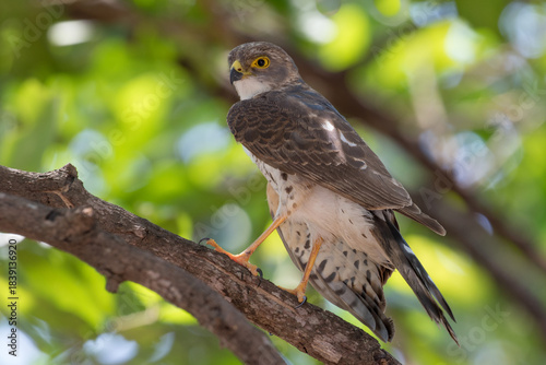 Little sparrowhawk posing in tree