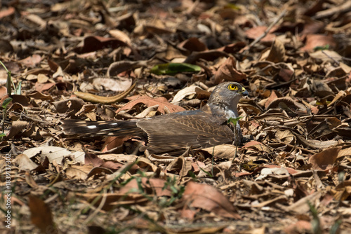 Tachyspiza minulla, a Little sparrowhawk lies in thick leaf litter, probably to do 