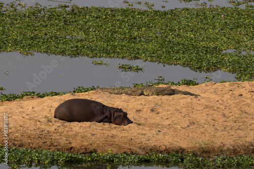 A crocodile and a hippopotamus sunbathe together on a sand bank in the Olifants River, Kruger Park