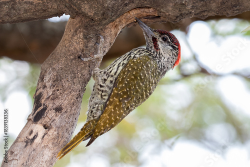 Golden-tailed Woodpecker female in a tree searching for grubs in a dead branch in Letaba Camp, Kruger Park