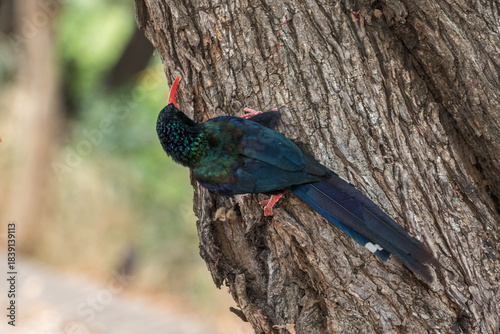 Green Wood-hoopoe searching for insects in the bark of a tree on the banks of the Letaba River.