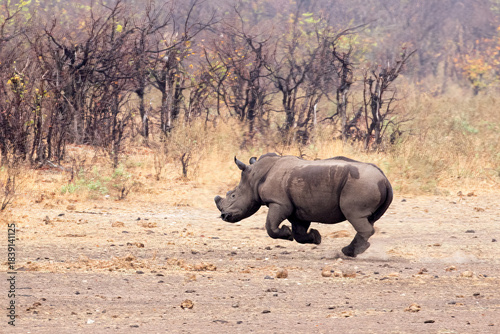 Rhino that was startled by a bypassing truck runs for safety, Kruger Park