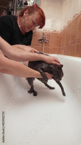 Owners wash gray cat in bathtub at home vertical video