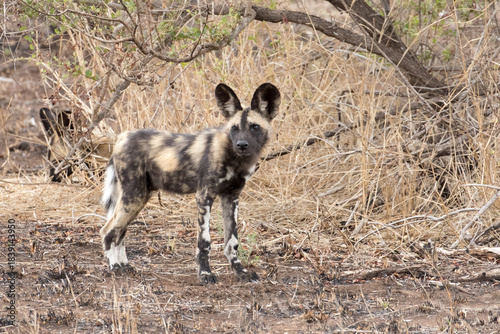 Wild dog puppies near Satara, Kruger Park