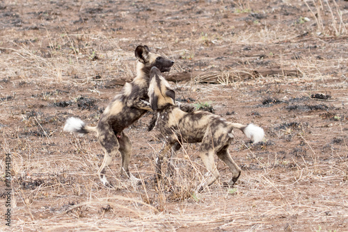 Wild dog puppies near Satara, Kruger Park