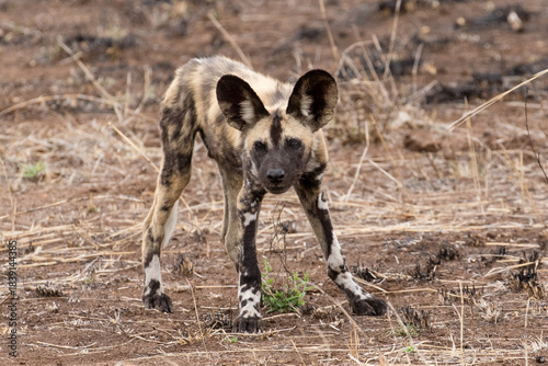 Wild dog puppies near Satara, Kruger Park