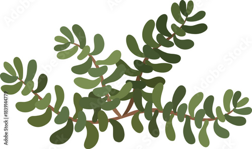 Green plant branch with succulent leaves illustration